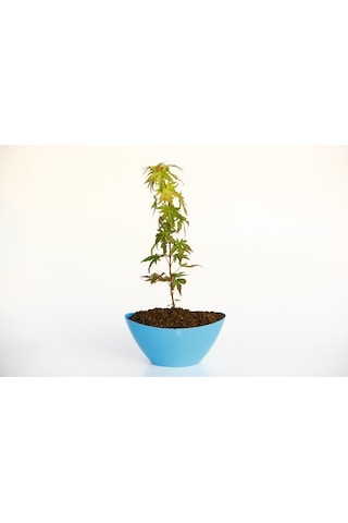 Bonsai Japon Akçaağacı N11.138