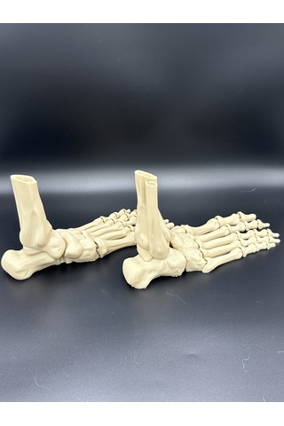 Anatomi - İskelet Çift Ayak - Dekorasyon Doğru Detay