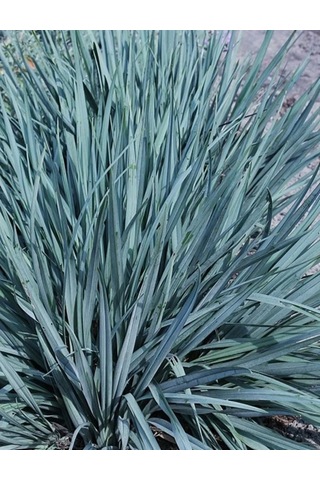 Leymus Arenarius Blue Kum Ve Deniz Otu Fidanı 1-2 Yaş Arası