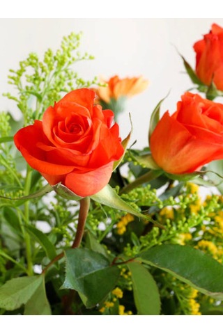 Videolu Yediveren Narçiçeği Renginde Kokulu 30 60 Cm 1 Adet Saksılı Aşılı Gül Salmon Pink Rose