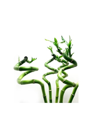 Şans Bambusu 3 Adet - 1 Metre Lucky Bamboo N11.6215