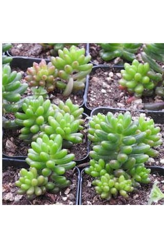 Sedum Rubrotınctum 180 Adet - Teraryum İçin Sukulent Yer Örtücü B