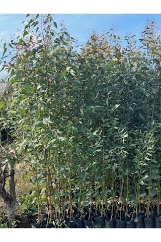 2 Adet, 3 Yaş Tüplü Hızlı Büyüyen,bataklık Kurutan Okaliptus Fidanı Boy 200-250 Cm