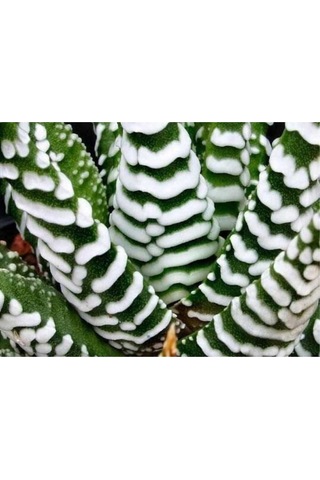 Haworthia Zebrina Yılanderisi Sukulent Bitki