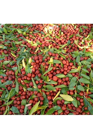 Seymen Bademliği Hünnap Meyvesi 1 KG