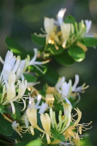 Sarmaşık Çiçekli Hanımeli Fidanı 1 Adet