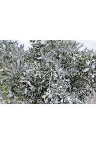 Barrıer Borlu Kaolin