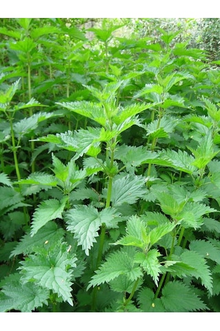Aysenin Isırgan Tohumu Yağı / Nettle Seed Oil 50 ML.