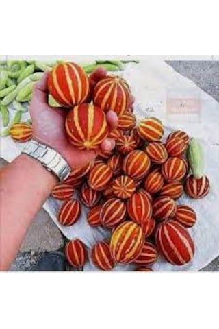 5 Adet Tohum Organik Nevşehir Mis Kokulu Minik Parfüm Kavunu Tohu