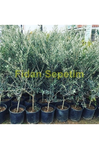 Fidan Sepetim 4 Yaş Gemlik Trilye Sofralık Zeytin Fidanı