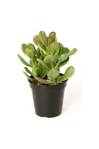 Para Ağacı Çiçeği Yeşim Bitkisi Crassula Ovata Fidanı 10-20 Cm