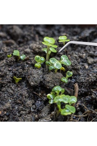 Shineyee Paslanmaz Çelik Besleme Cımbızı, Sürüngen Besleme Cımbızı, Balık, Akvaryum, Sürüngen, Yılan, Kertenkele, Örümcek Ve Kuşlar İçin Uzun Saplı B-42