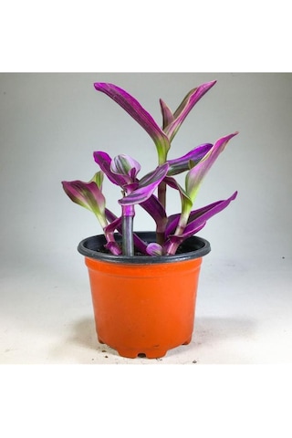 Tradescantia Nanouk Pembe Telgraf Çiçeği 8.5 Cm Saksıda