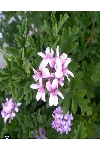 Videolu Öğretmenler Gününe Özel Itır Çiçeği 20 30 Cm 2 Adet Iç Mekan Bitkisi Pelargonium