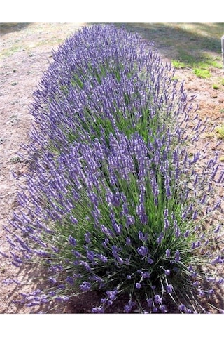 Saksıda Intermedia Lavanta Fidanı 10-20 Cm