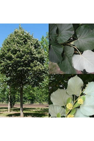 Hızlı Gelişen Soğuklara Dayanıklı Tilia Tomentosa Gümüş Yapraklı Ihlamur Fidanı Hızlı Gelişen Soğuklara Dayanıklı Tilia Tomentosa Gümüş Yapraklı Ihlamur Fidanı