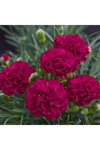 Chabaud Crimson Karanfil Çiçeği Tohumu 70 Adet