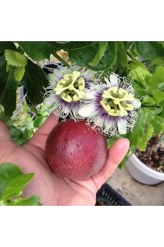Passiflora Edulis Maruçya Tohumu 100 Adet