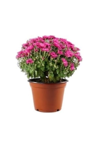 Mor Kasımpatı Krizantem Chrysanthemum Saksılı 10-20 Cm