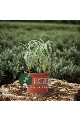 Tıbbi Adaçayı Salvia Officinalis