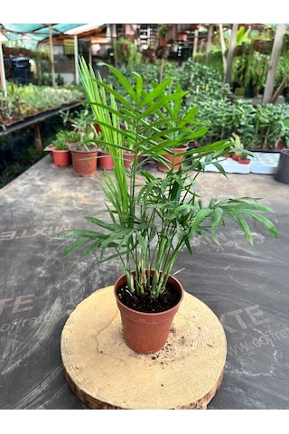 Chamaedorea Elegans Dağ Palmiyesi 40-50cm