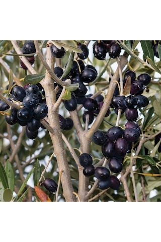 Gemlik Etli Salamuralık Trilye Zeytin Fidanı Gemlik Etli Salamuralık Trilye Zeytin Fidanı