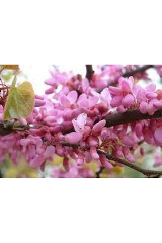 10 Adet Tohum Nadir Bulunan Japon Pembe Sakura Ağaç Ağacı Tohumu