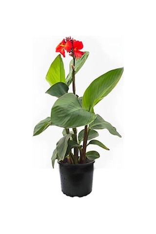 Canna Indica Çiçeği Fidanı 20-40 Cm