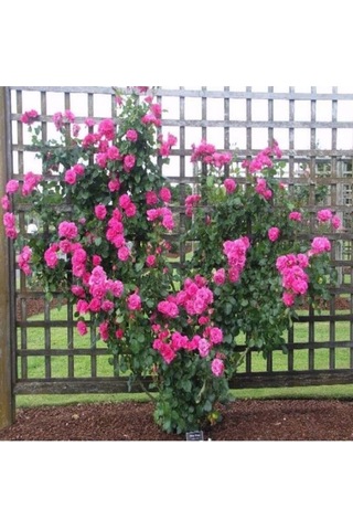 Videolu Pembe Sarmaşık Kokulu Tüplü 90-140 Cm Aşılı Gül Pink Rose