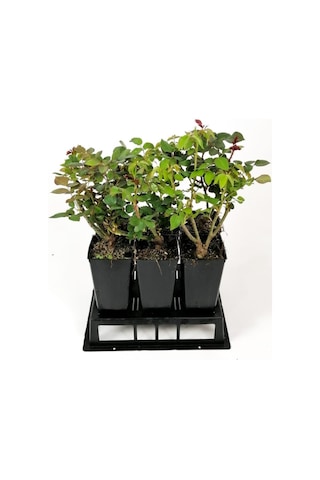 Gül Fidanı Lila Renk, Saksıda 15-25 Cm