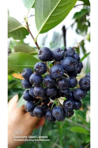 Aronya Viking Fidanı, Doku Kültürü, 1 Yaş Aronia