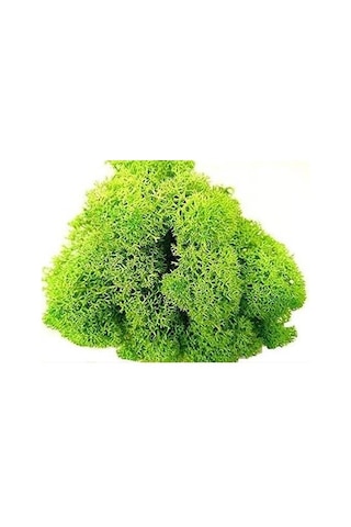 Reindeer Moss Spring Şoklanmış Norveç Yosunu 30gr