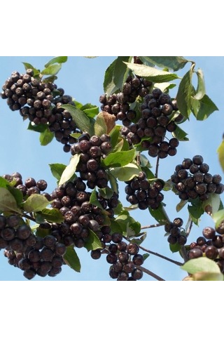 Tüplü Her Bölgeye Uygun 50 Adet Siyah Aronya Fidanı 20-40 Cm