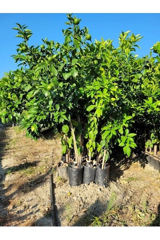 Aşılı Yediveren Mayer Limon Ağacı Fidanı 3 Yaş