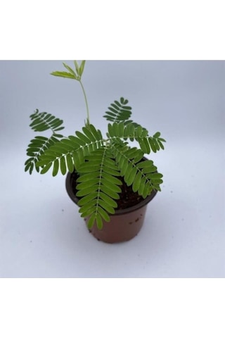 Küstüm Çiçeği Fidanı Saksıda 3 Adet 10-20 Cm