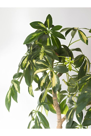 Videolu Şeflera Sarı Alacalı 2 Dallı 1 Adet Saksılı 90-110cm Salon Bitkisi Schefflera Arboricola