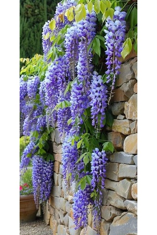 Mor Salkım 'wisteria Sinensis' / 100-120 Cm Sarılıcı Çiçekli Bitki