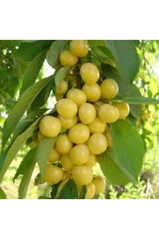 Beyaz Kiraz Starksgold Fidanı Aşılı - 2 Yaş Tüplü 100Cm