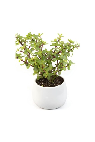 Para Yeşim Çiçeği, 20-30 Cm, Saksılı, Bonsai Yapımına Uygun, Ofis Çiçeği Çok Renkli