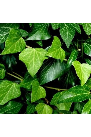 Hedere Petram Green Kaya Sarmaşığı Fidanı 10-20 Cm