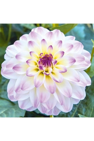 10 Adet Mor Beyaz Renk Dahlia Yıldız Çiçeği Tohumu + 10 Adet Hediye Karışık Renk Gül Tohumu