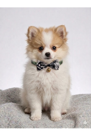 Flypet Kurukafa Desenli Papyon Kedi Tasma & Yavru Köpek Tasma 13cm-24cm Ayarlanabilir Tasma