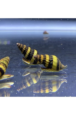 Anentome Helena Katil Salyangoz 5 Adet