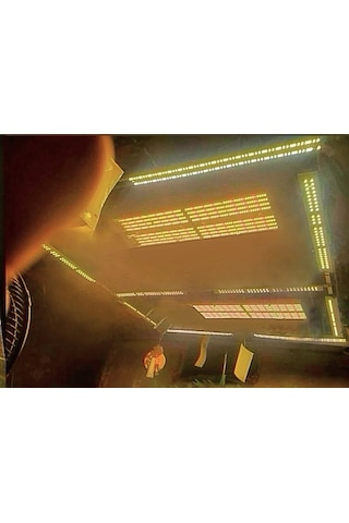 240w Lm283b Bitki Yetiştirme Lambası Full Spektrum