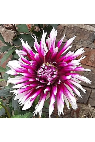 Big Jil Dahlia Yıldız Çiçeği Soğanı Yumrusu 1 Adet