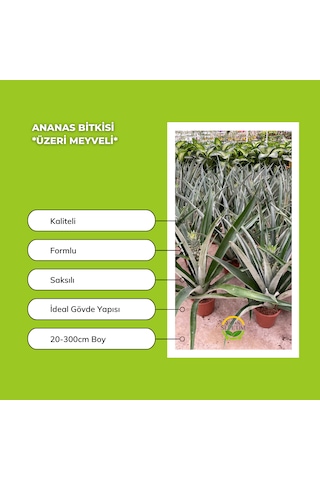 Ananas Bitkisi Üzeri Meyveli