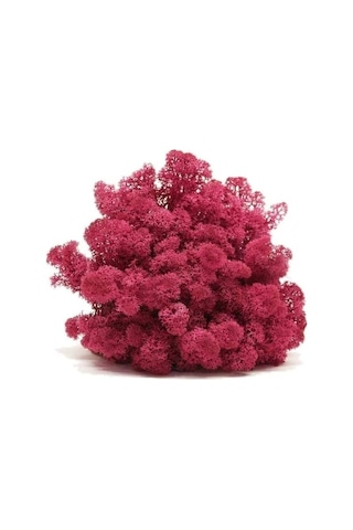 Trend Bahçe Mürdüm Şoklanmış Reindermoss Teraryum Yosunu 50 G