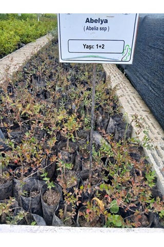 Abelya Çiçeği Fidanı Abelia Ssp. 1+2 Yaş Tüplü Bahçe Ve Çit Bitkisi