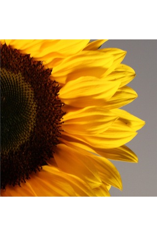 Sarı Gül Ve Çiçekler Doğal Taş Bardak Altlığı 4'lü Set - Natural Stone Coasters - Taş Sarı