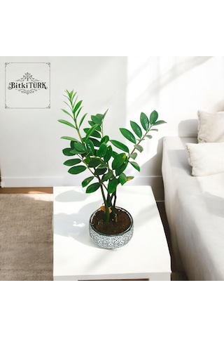 Bitkitürk-ithal Zz Zamia Salon Ofis İç Mekan Hediyelik
